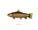 Dark Brown Trout Watercolor Print