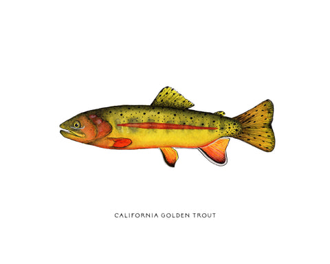 Golden Trout Watercolor Print