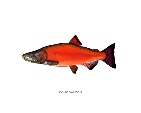 Light Coho Salmon Watercolor Print