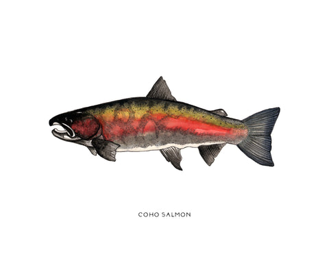 Dark Coho Salmon Watercolor Print