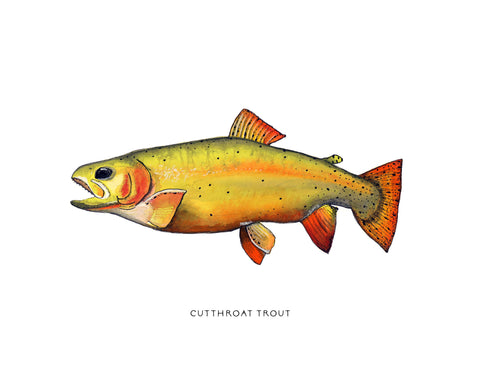 Cutthroat Trout Watercolor Print