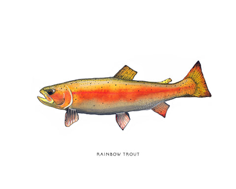 Orange Rainbow Trout Watercolor Print