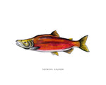 Sockeye Salmon Watercolor Print