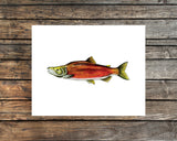 Sockeye Salmon Watercolor Print