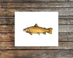 Dark Brown Trout Watercolor Print