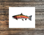 Dark Coho Salmon Watercolor Print