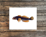 Sculpin Watercolor Print