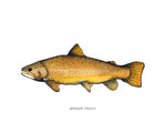 Light Brown Trout Watercolor Print